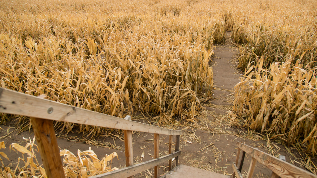 Best Corn Mazes Rhode Island Has To Offer 2024