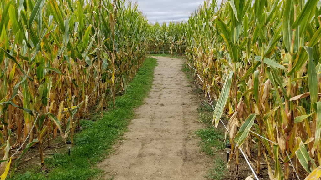 Best Corn Mazes South Carolina Has To Offer 2024