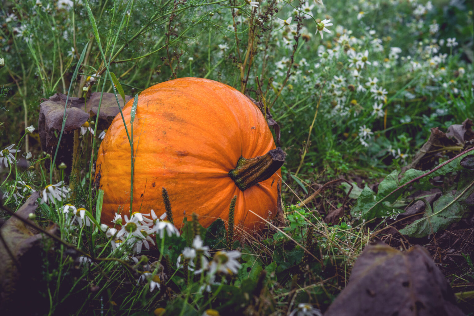 Best Pumpkin Patches Montana Has To Offer 2024