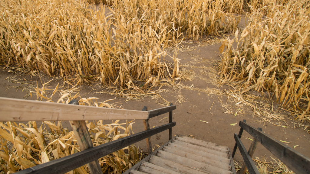 Best Corn Mazes South Dakota Has To Offer 2024