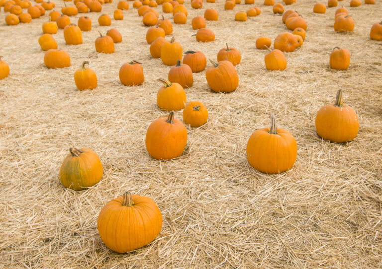 Best Pumpkin Patches Massachusetts Has To Offer 2024