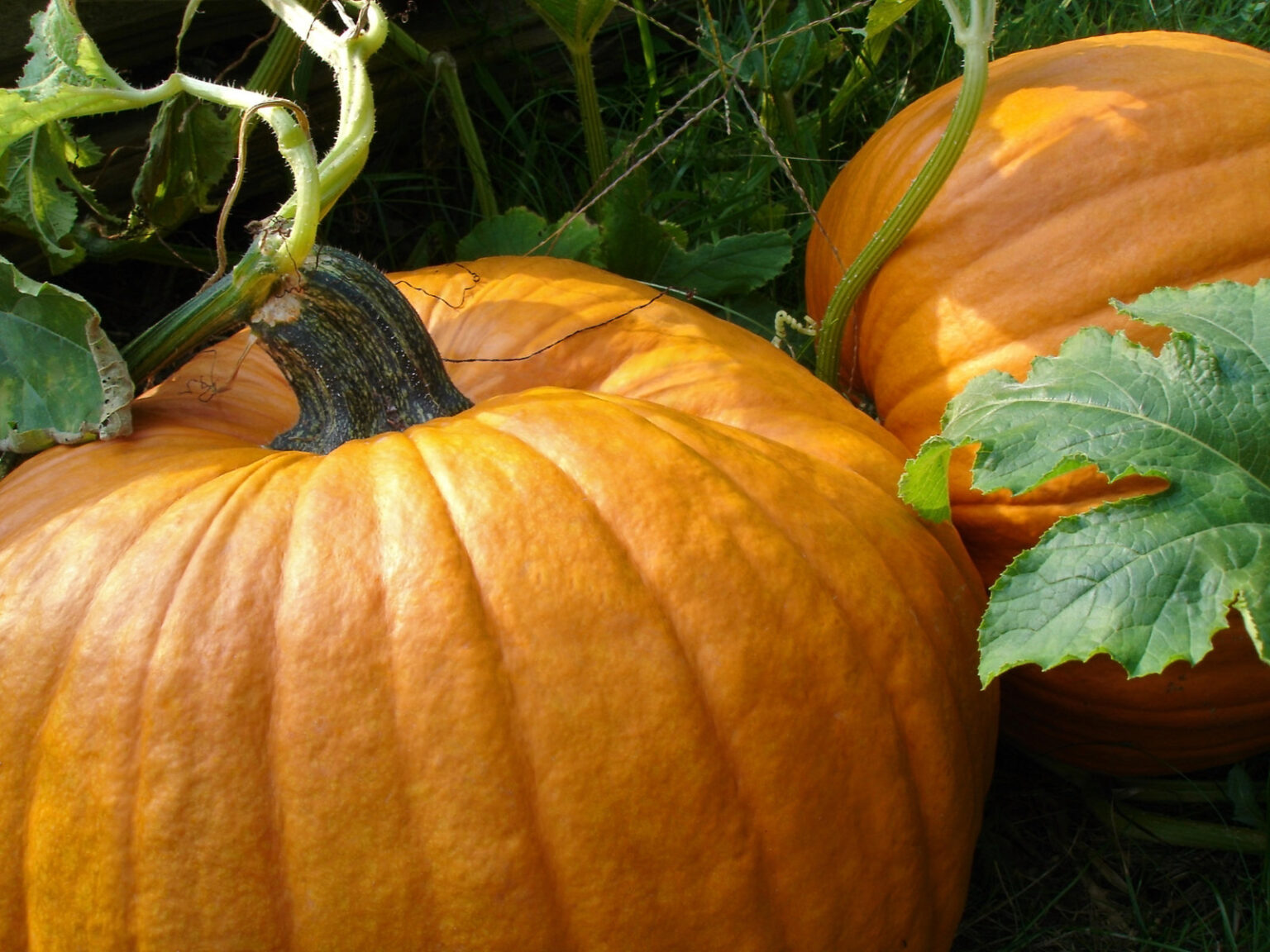 Best apple picking mississippi has to offer 2025