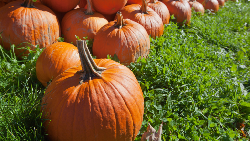 Best Pumpkin Patches Vermont Has To Offer 2024