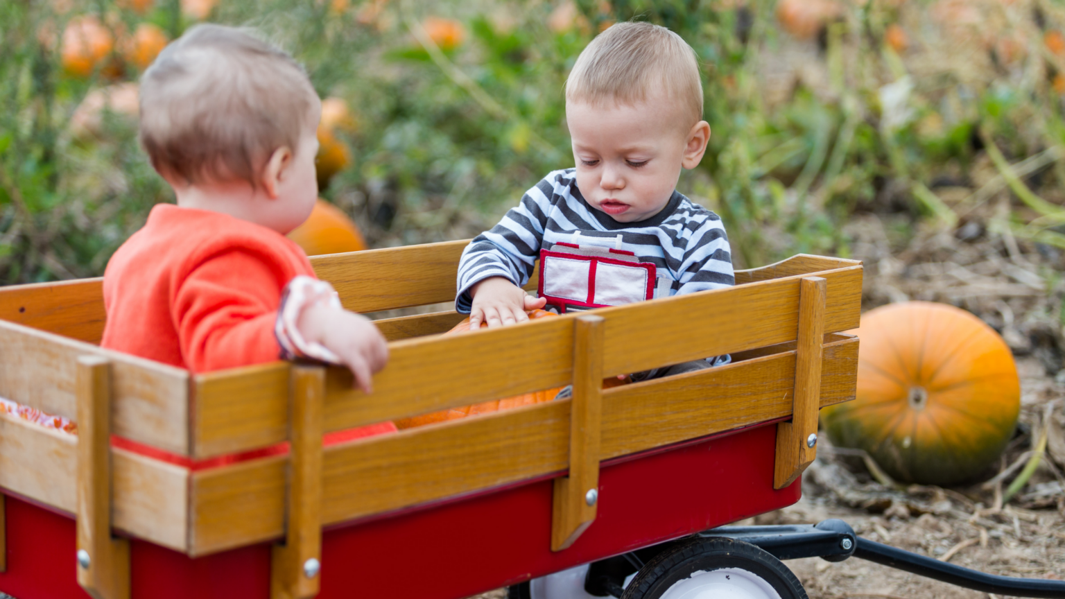 best-pumpkin-patches-virginia-has-to-offer-2024