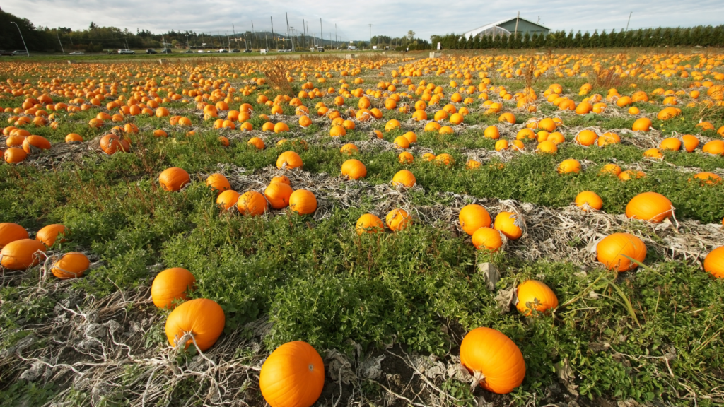 Best Pumpkin Patches Texas Has To Offer 2024