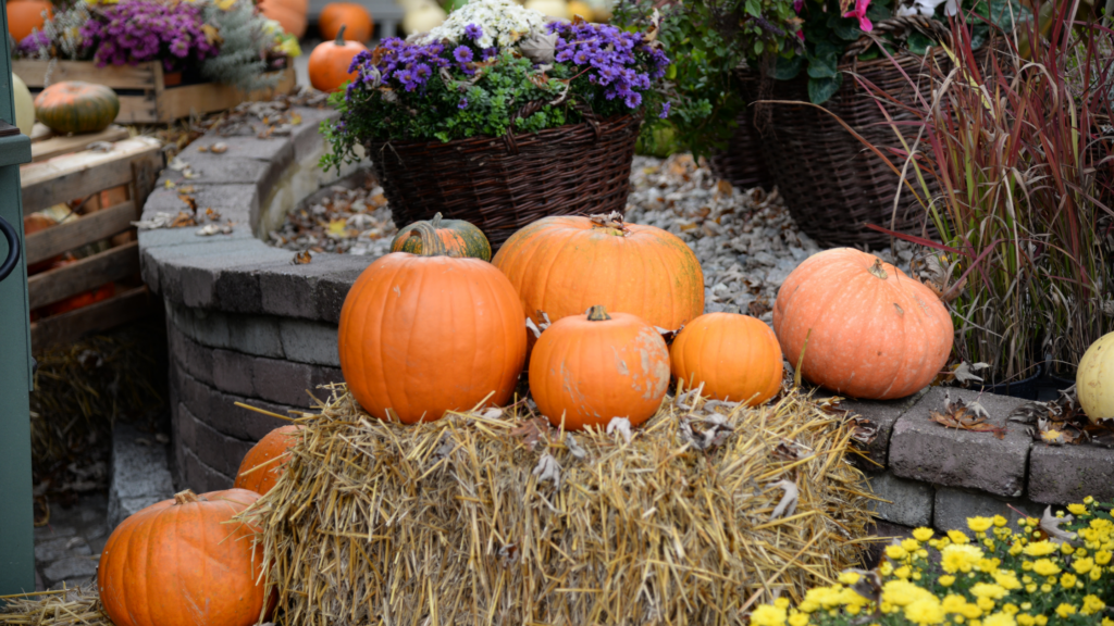 Best Pumpkin Patches South Dakota Has To Offer 2024