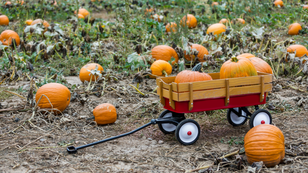 Best Pumpkin Patches South Carolina Has To Offer 2024