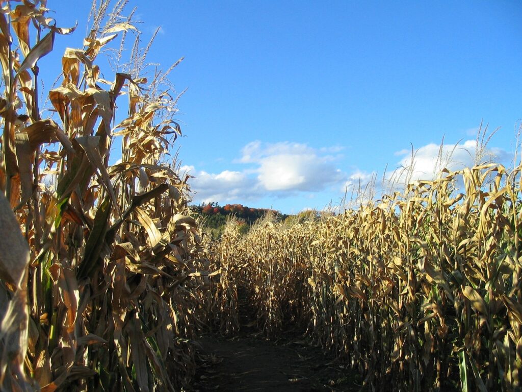Best Corn Mazes Arizona Has To Offer 2024
