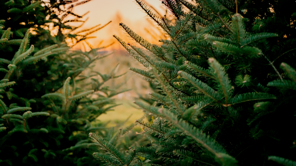 Best Christmas Tree Farms Miami Has To Offer 2024