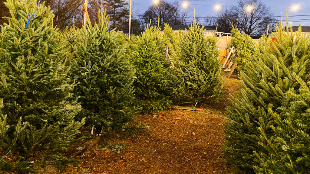 Best Christmas Tree Farms Charlotte nc Has To Offer 2024