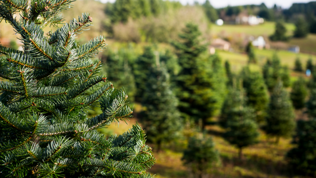 Best Christmas Tree Farms Has To Offer 2024