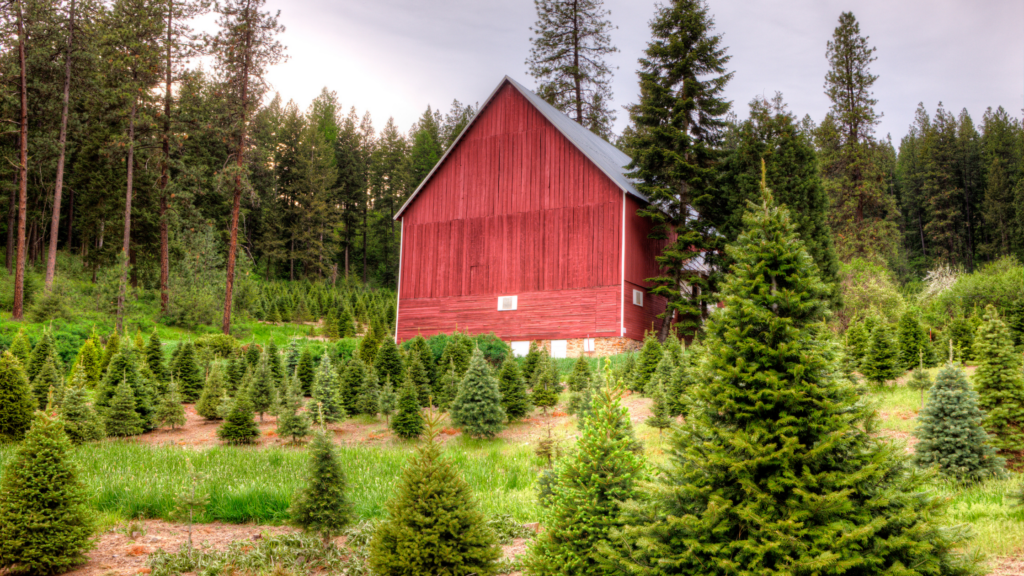 Best Christmas Tree Farms North Carolina Has To Offer 2024