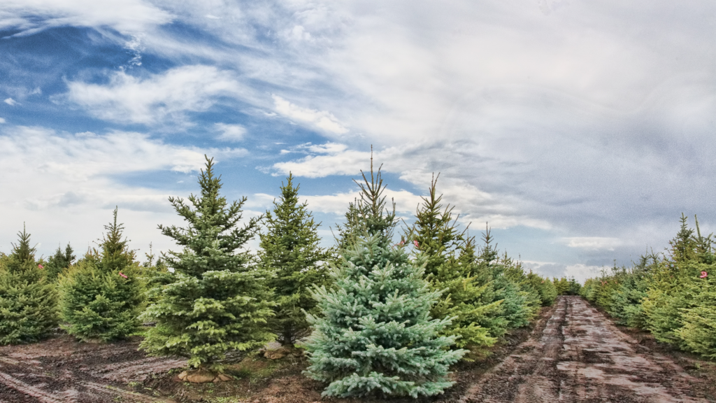 Best Christmas Tree Farms Ohio Has To Offer 2024