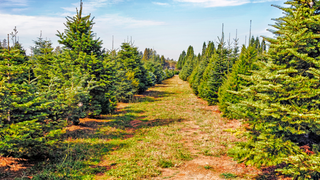 Best Christmas Tree Farms Oklahoma Has To Offer 2024