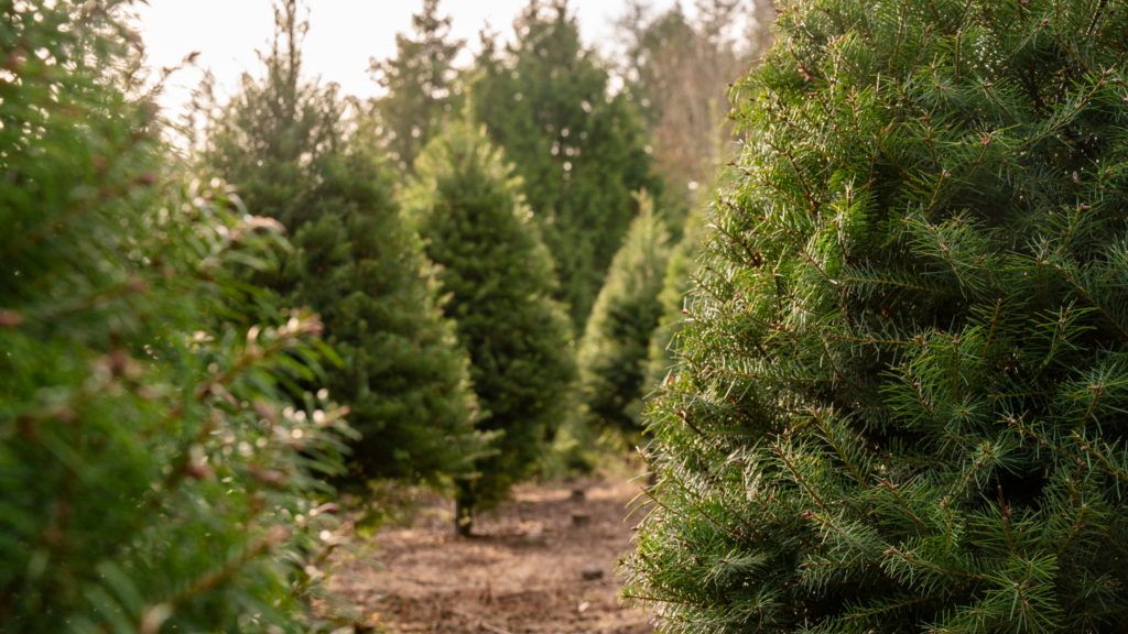 Best Christmas Tree Farms Wisconsin Has To Offer 2024