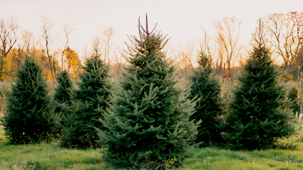 Best Christmas Tree Farms Washington Has To Offer 2024