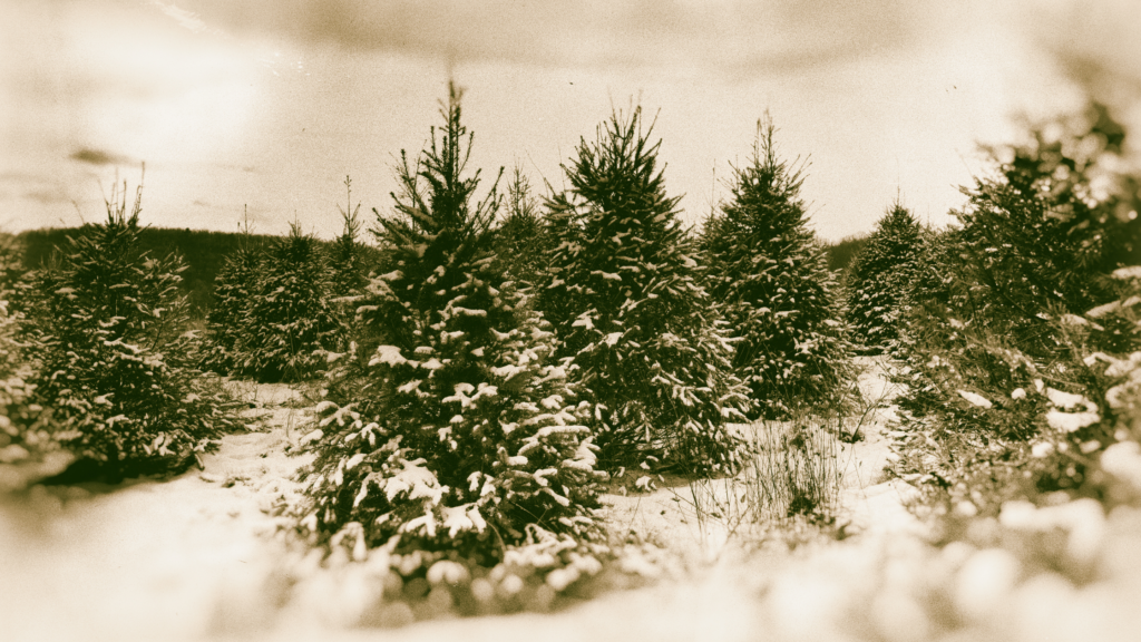 Best Christmas Tree Farms Virginia Has To Offer 2024