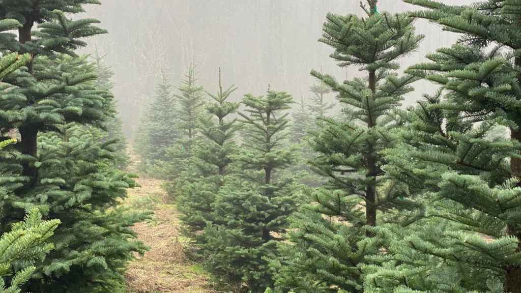 Best Christmas Tree Farms Tennessee Has To Offer 2024