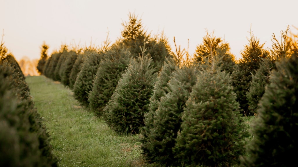 Best Christmas Tree Farms Texas Has To Offer 2024