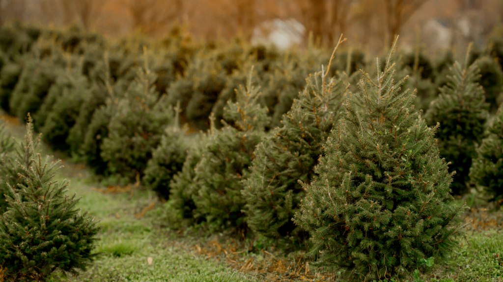 Best Christmas Tree Farms Vermont Has To Offer 2024