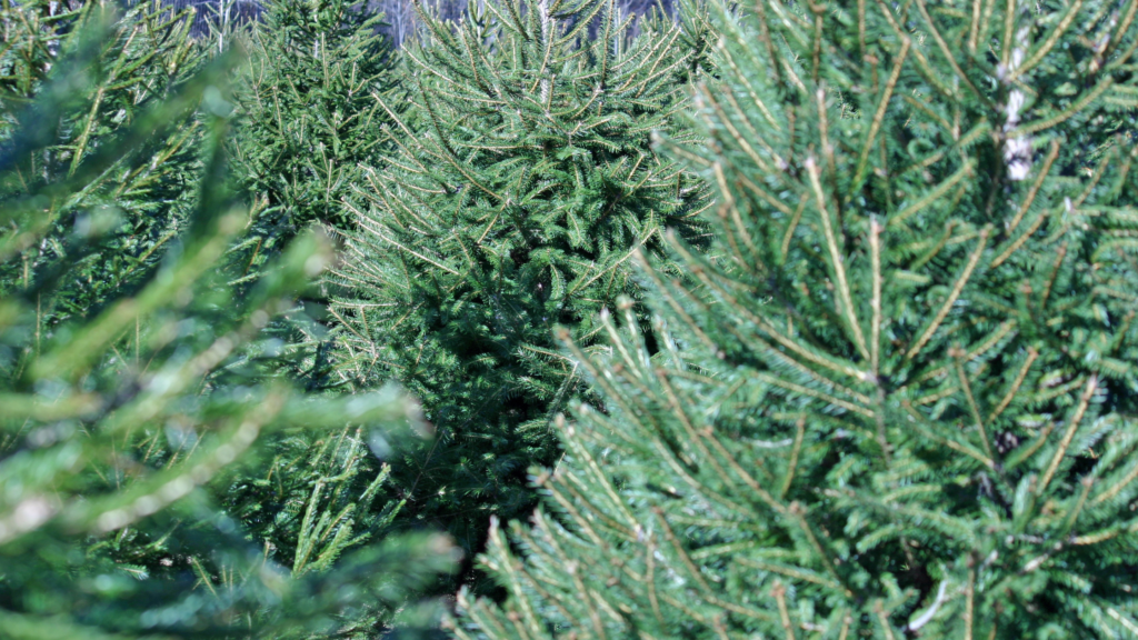 Best Christmas Tree Farms Montana Has To Offer 2024