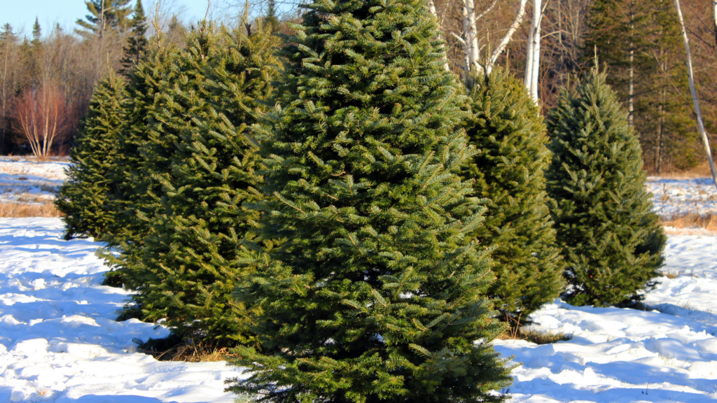 Best Christmas Tree Farms Missouri Has To Offer 2024