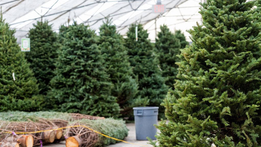 Best Christmas Tree Farms New Hampshire Has To Offer 2024