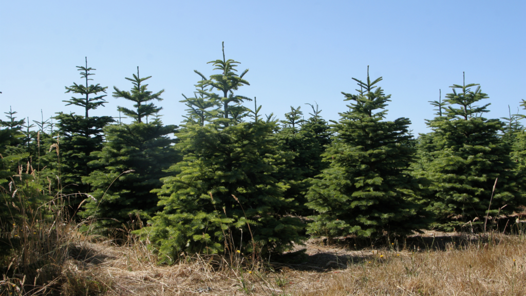 new jersey christmas tree farms