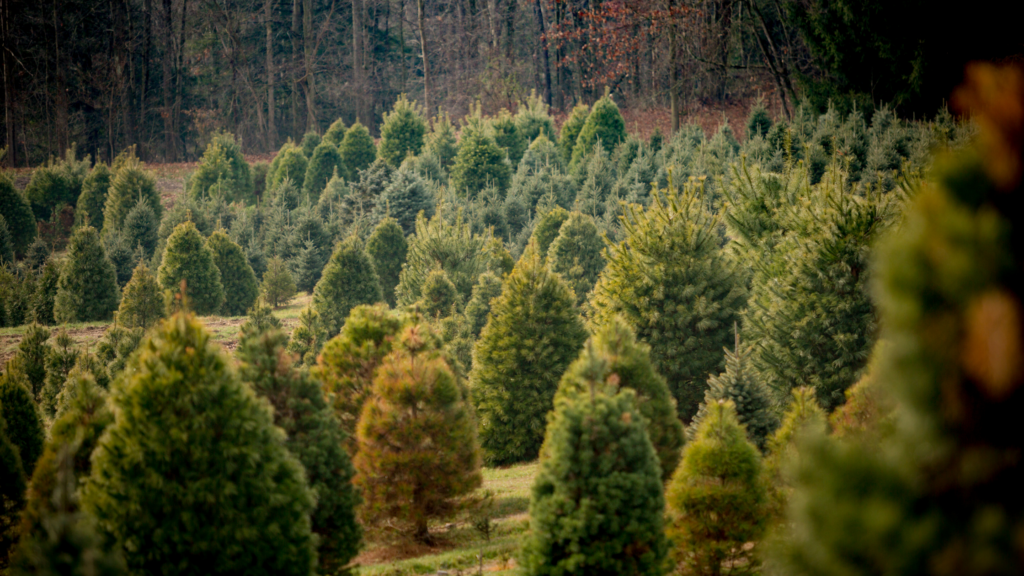 Best Christmas Tree Farms Maine Has To Offer 2024