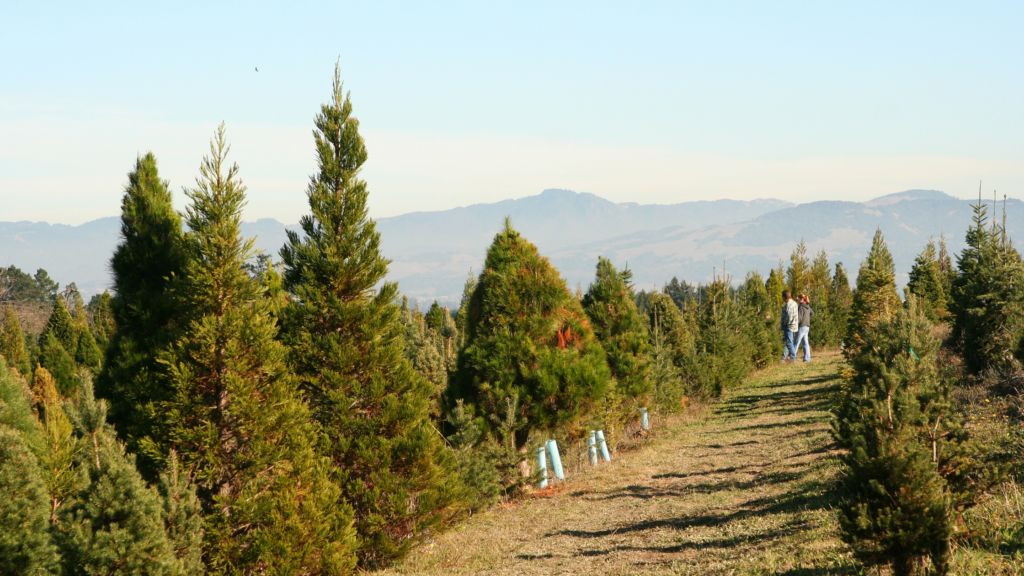 Best Christmas Tree Farms Maryland Has To Offer 2024