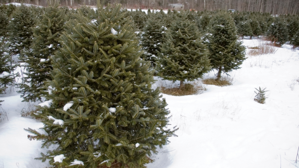 Best Christmas Tree Farms Oregon Has To Offer 2024