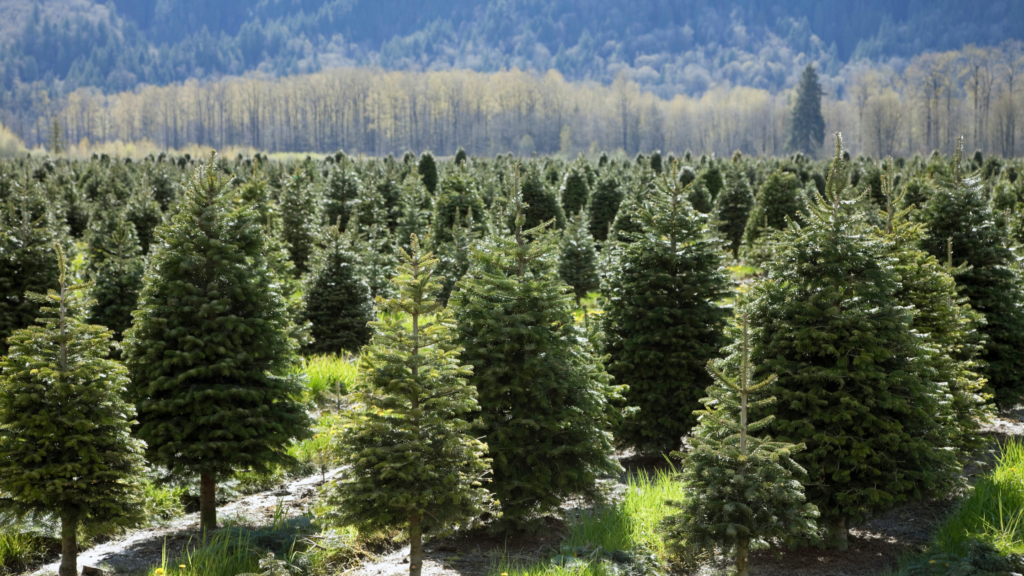 Best Christmas Tree Farms Minnesota Has To Offer 2024