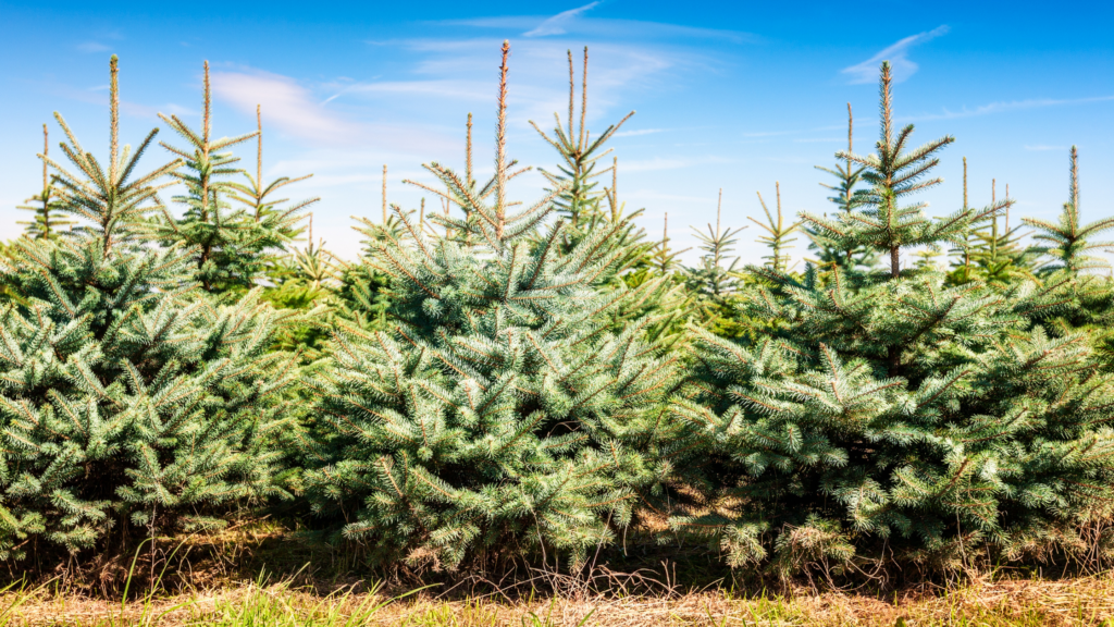 Best Christmas Tree Farms Massachusetts Has To Offer 2024