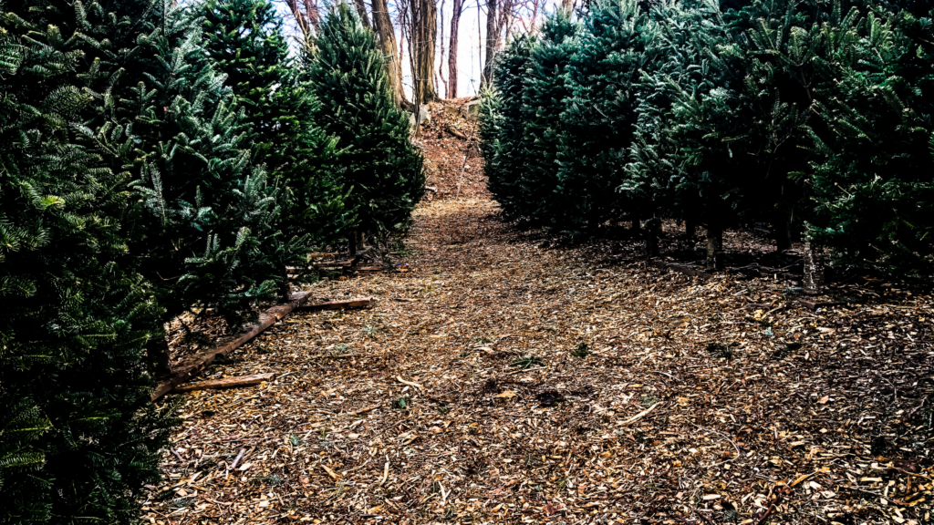 Best Christmas Tree Farms Pennsylvania Has To Offer 2024