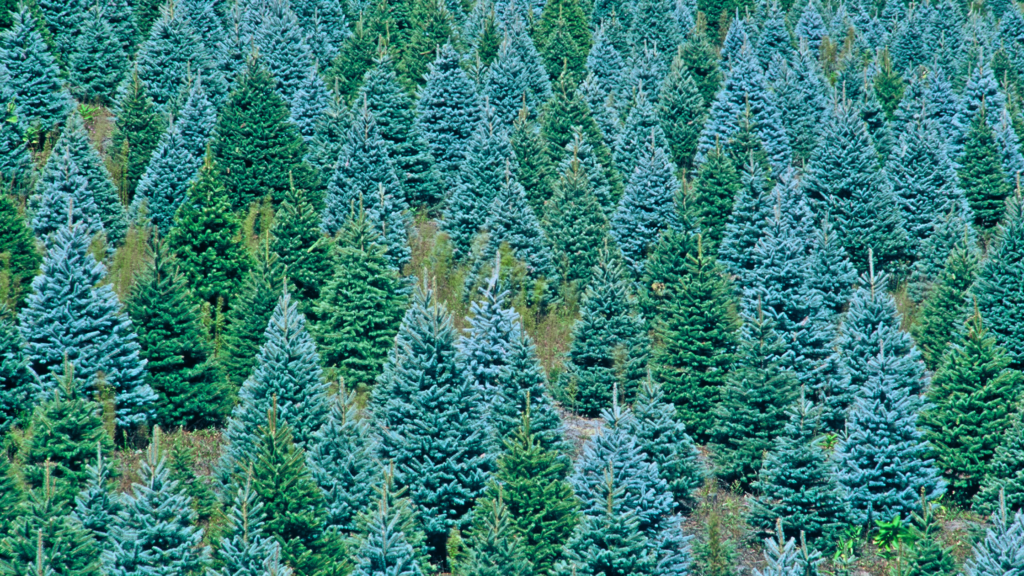 Best Christmas Tree Farms South Dakota Has To Offer 2024