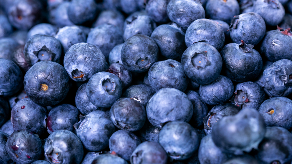 Best Blueberry Picking Massachusetts Has To Offer 2024