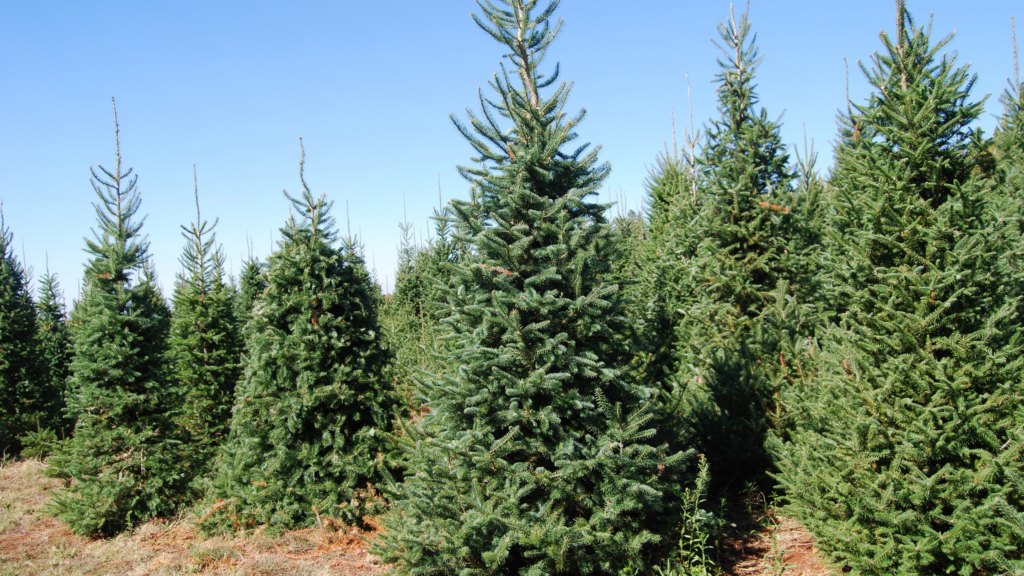 Best Christmas Tree Farms Boston Has To Offer 2024