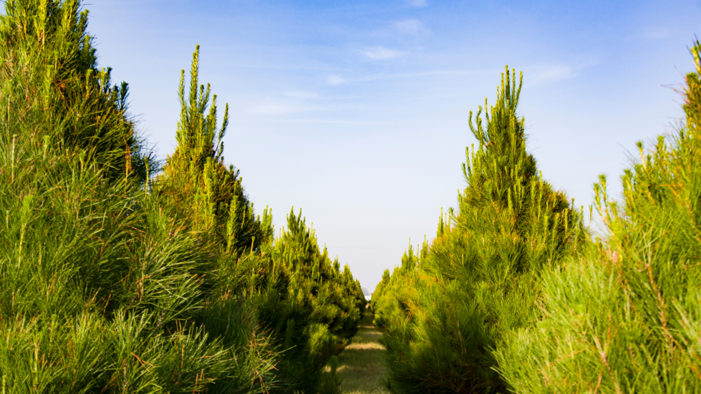 Best Christmas Tree Farms Seattle Has To Offer 2024