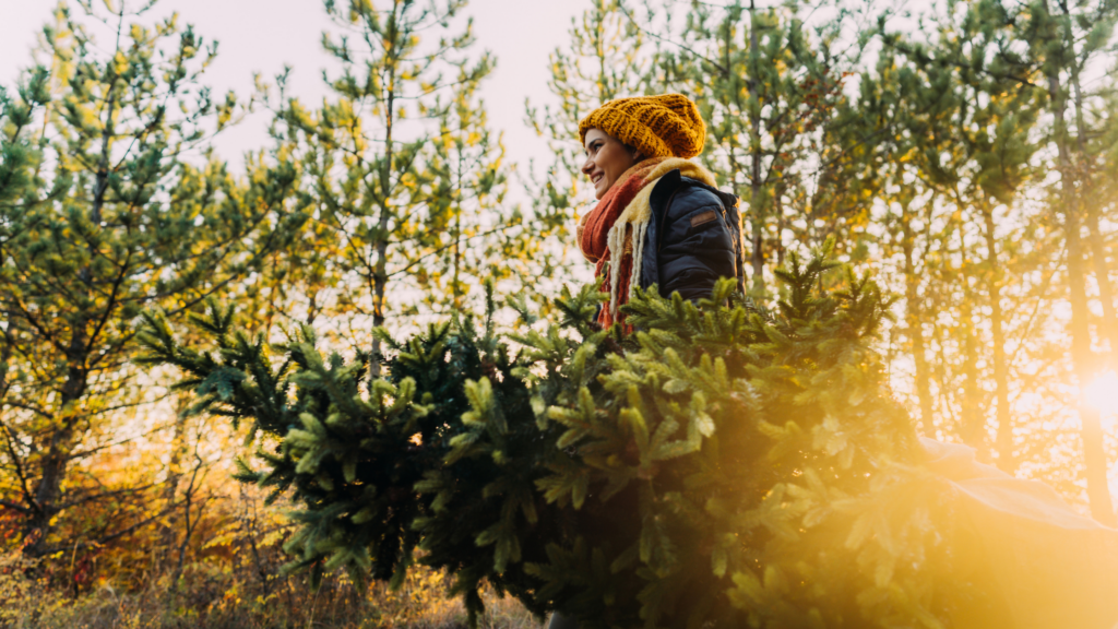 Best Christmas Tree Farms Denver Has To Offer 2024