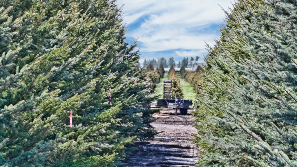 Best Christmas Tree Farms San Jose Has To Offer 2024
