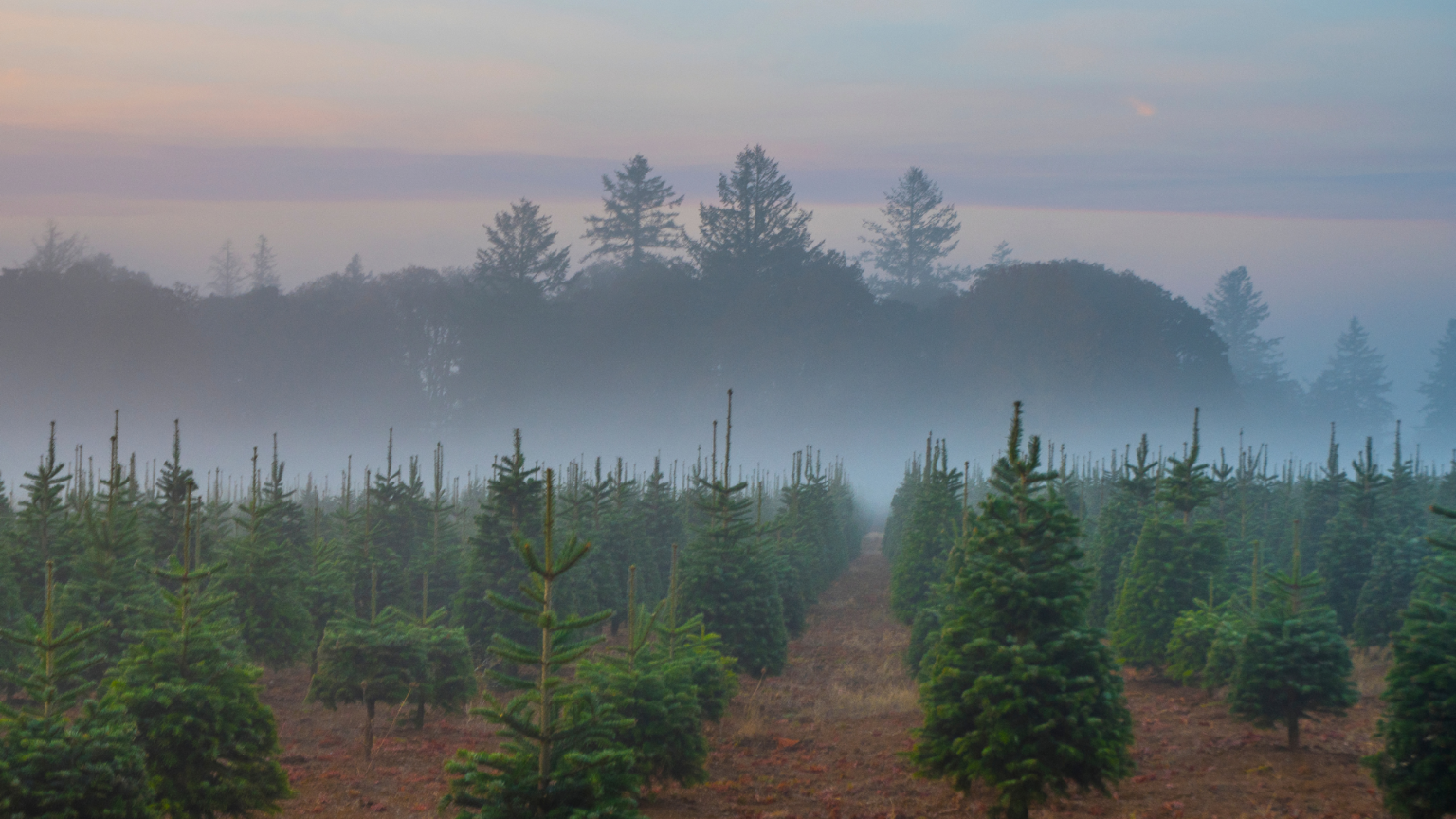 Best Christmas Tree Farms Long Beach Has To Offer 2024