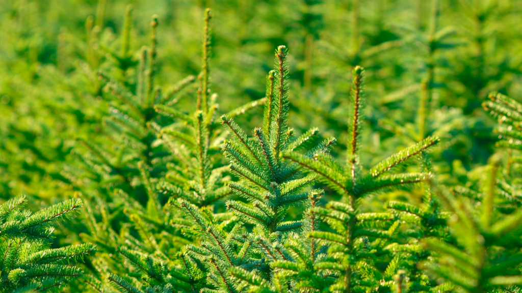 Best Christmas Tree Farms St Louis Has To Offer 2024