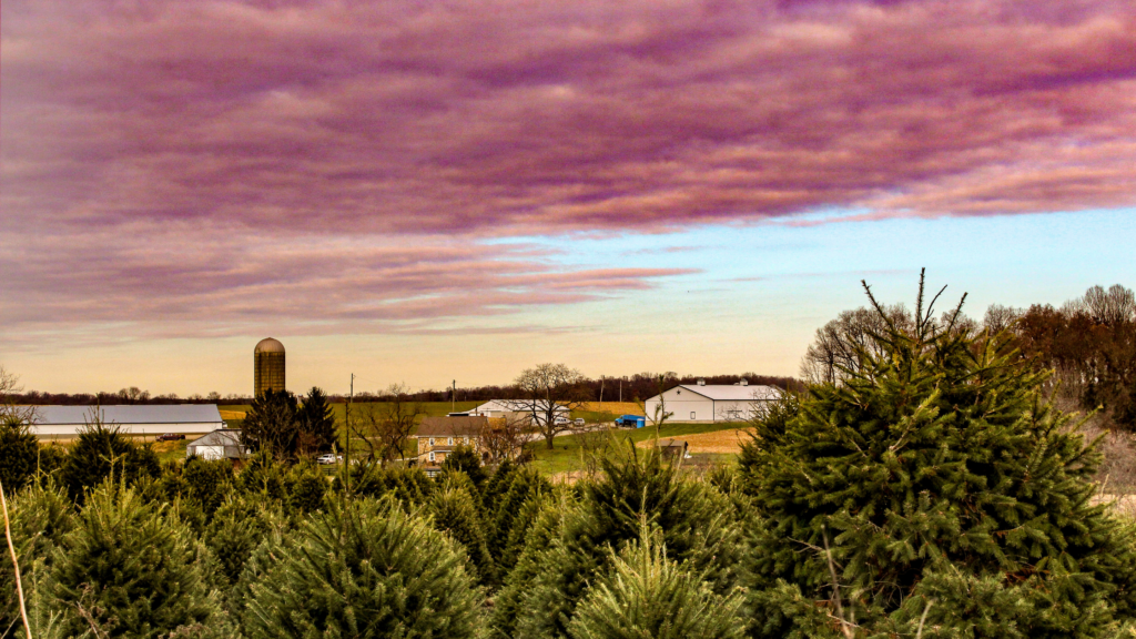 Best Christmas Tree Farms Pasadena Has To Offer 2024