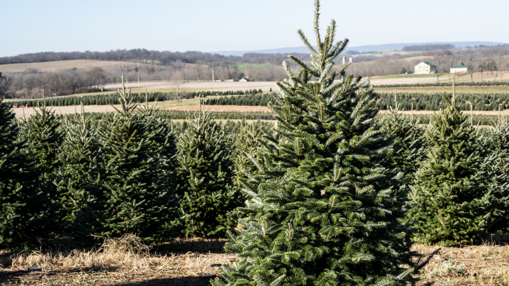 Best Christmas Tree Farms Baltimore Has To Offer 2024