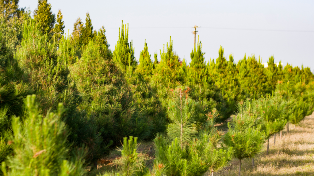 Best Christmas Tree Farms Albuquerque Has To Offer 2024