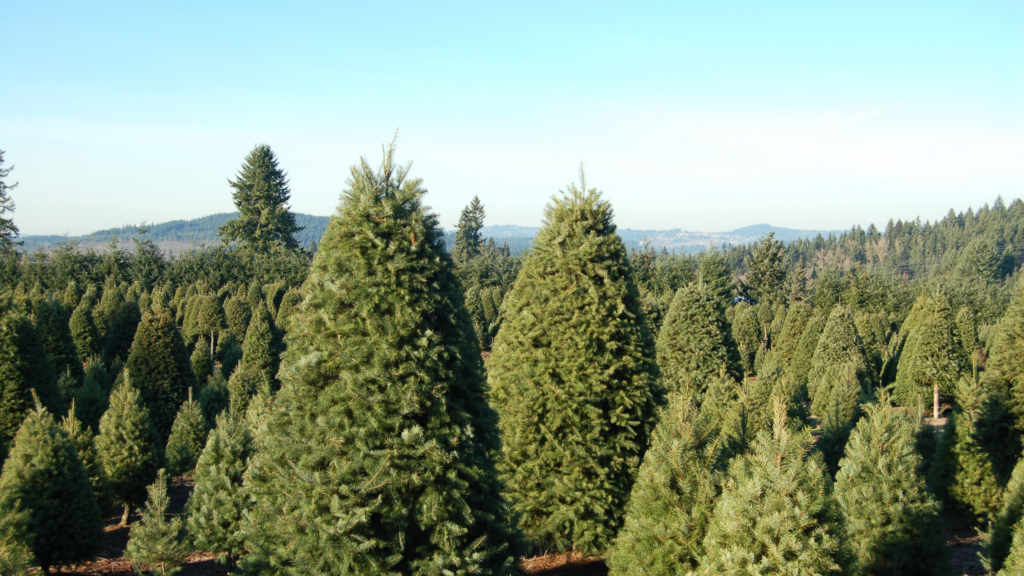 Best Christmas Tree Farms Fort Collins Has To Offer 2024