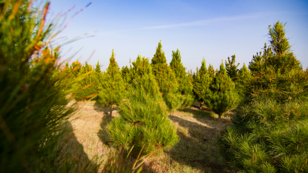 Best Christmas Tree Farms San Diego Has To Offer 2024