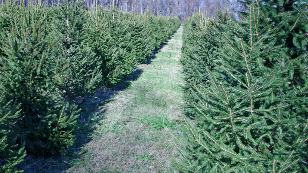 Best Christmas Tree Farms Delaware Has To Offer 2024