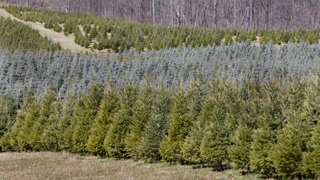 Best Christmas Tree Farms California Has To Offer 2024
