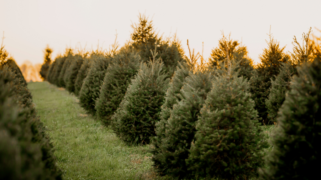 Best Christmas Tree Farms Idaho Has To Offer 2024